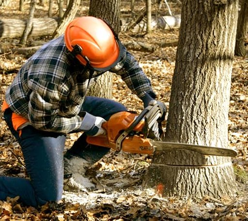Tree Removal in Wolfforth, TX